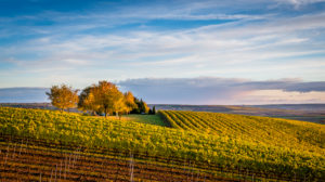Golden October in Rheinhessen, wine growing in the hills near Vendersheim, Golden October in Rheinhessen, wine growing in the hills near Vendersheim,